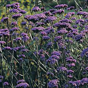 Unbranded Verbena Bonariensis Seeds