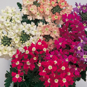 Unbranded Verbena Candycane Mix Seeds