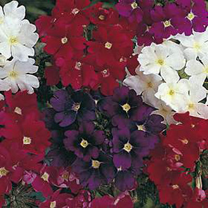 Unbranded Verbena Dwarf Jewels Mixed Seeds