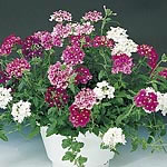 Unbranded Verbena Elegance Mixed Seeds 145241.htm