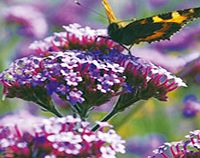 Unbranded Verbena Plants - Bonariensis Offer