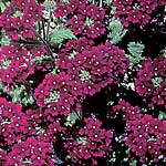 Unbranded Verbena Quartz Burgundy F2 Seeds 423060.htm