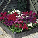 Unbranded Verbena Quartz Mixed Plants