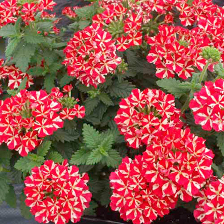 Unbranded Verbena Strawberry Split Pack of 5 Pot Ready