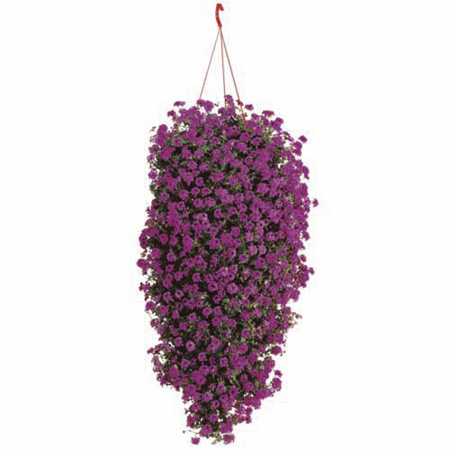 Unbranded Verbena Tapien Trailing Plants - PURPLE Pack of