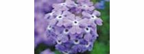 Unbranded Verbena Tapien Trailing Plants - SKY BLUE