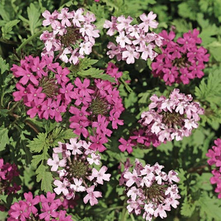 Unbranded Verbena Toronto Mixed Seeds Average Seeds 35