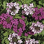 Unbranded Verbena Toronto Mixed Seeds