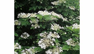 Unbranded Viburnum opulus Plants