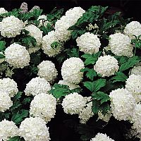 Viburnum Opulus- the Snowball Shrub