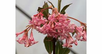 Unbranded Viburnum Plant - x Bodnantense Dawn