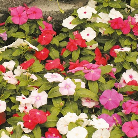 Unbranded Vinca Vitesse Mixed F1 Seeds Average Seeds 25