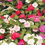 Unbranded Vinca Vitesse Mixed F1 Seeds