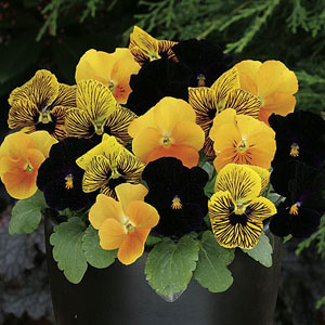 Viola F1 Pumpkin Pie Seeds