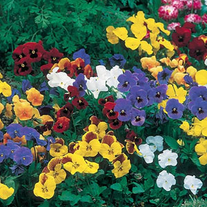 Viola Little Cutie Mix Seeds