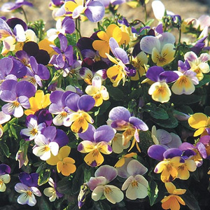 Unbranded Viola Little Rascals Seeds