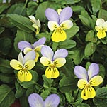 Unbranded Viola Lulu F1 Seeds 429006.htm