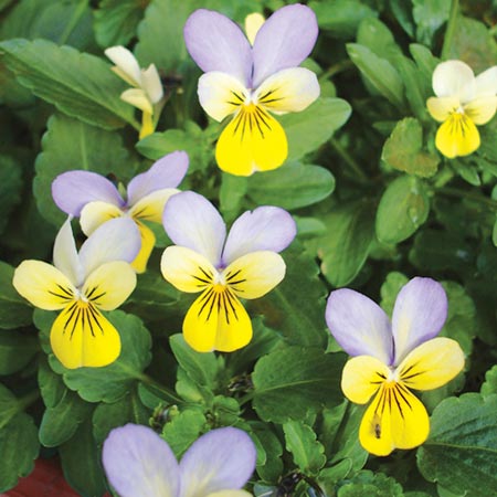 Unbranded Viola Lulu F1 Seeds Average Seeds 35