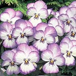 Unbranded Viola Magnifico F1 Seeds 428947.htm