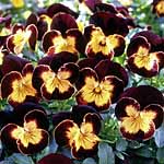 Unbranded Viola Maharaja F1 Seeds 428952.htm