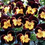 Unbranded Viola Maharaja F1 Seeds