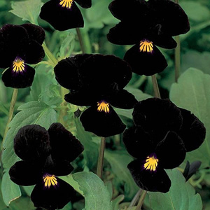 Unbranded Viola Midnight Runner Seeds