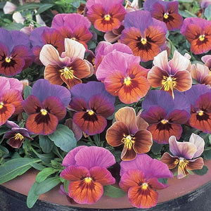 Viola Monkey Business Seeds