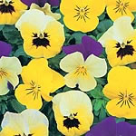 Unbranded Viola Perfumed Pastels Seeds 429004.htm