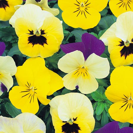 Unbranded Viola Perfumed Pastels Seeds Average Seeds 55