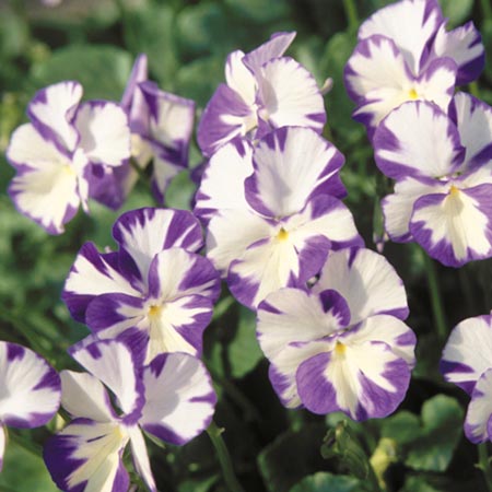 Unbranded Viola Rebecca Plants Pack of 5 Pot Ready Plants