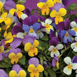 Unbranded Viola Sweeties F1 Hybrid Seeds