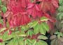 Virginia Creeper