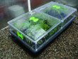 Unbranded Vitopod Mini Garden and Propagator