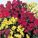 Unbranded Wallflower Autumn Beauty Mixed Seeds 429144.htm