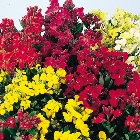 Unbranded Wallflower Autumn Beauty Mixed Seeds Average