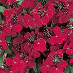 Unbranded Wallflower Blood Red Seeds 429152.htm