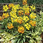 Unbranded Wallflower Citrona Mixed Easiplants 451431.htm