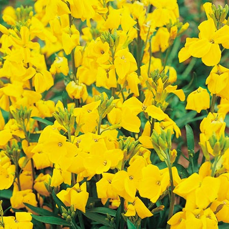 Unbranded Wallflower Cloth Of Gold Seeds Average Seeds 450