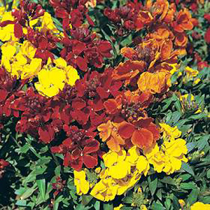 Unbranded Wallflower Dwarf Brilliant Seeds