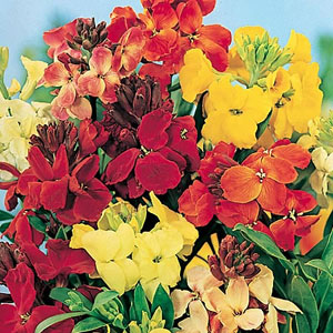 Wallflower F1 Treasure Mix Seeds