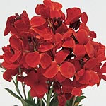 Unbranded Wallflower Fire King Improved Seeds 429314.htm