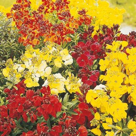 Unbranded Wallflower Mixed Seeds - Twinpack Average Seeds