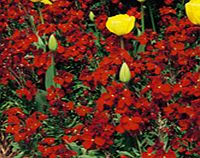 Unbranded Wallflower Plants - Fire King