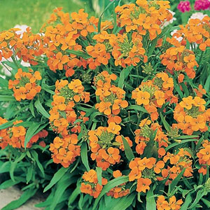 Unbranded Wallflower Siberian Seeds