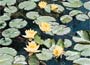 Water Lily