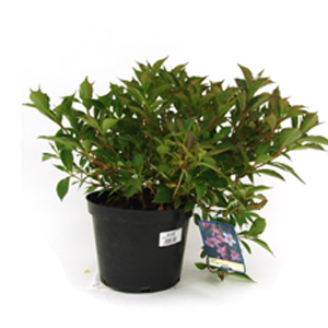 Unbranded Weigela florida Pink Poppet - Weigela