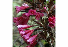 Unbranded Weigela Plant - Florida Alexandra