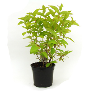 Unbranded Weigela Rubidor