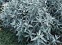 Western Mugwort