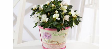 Unbranded White Azalea Pot